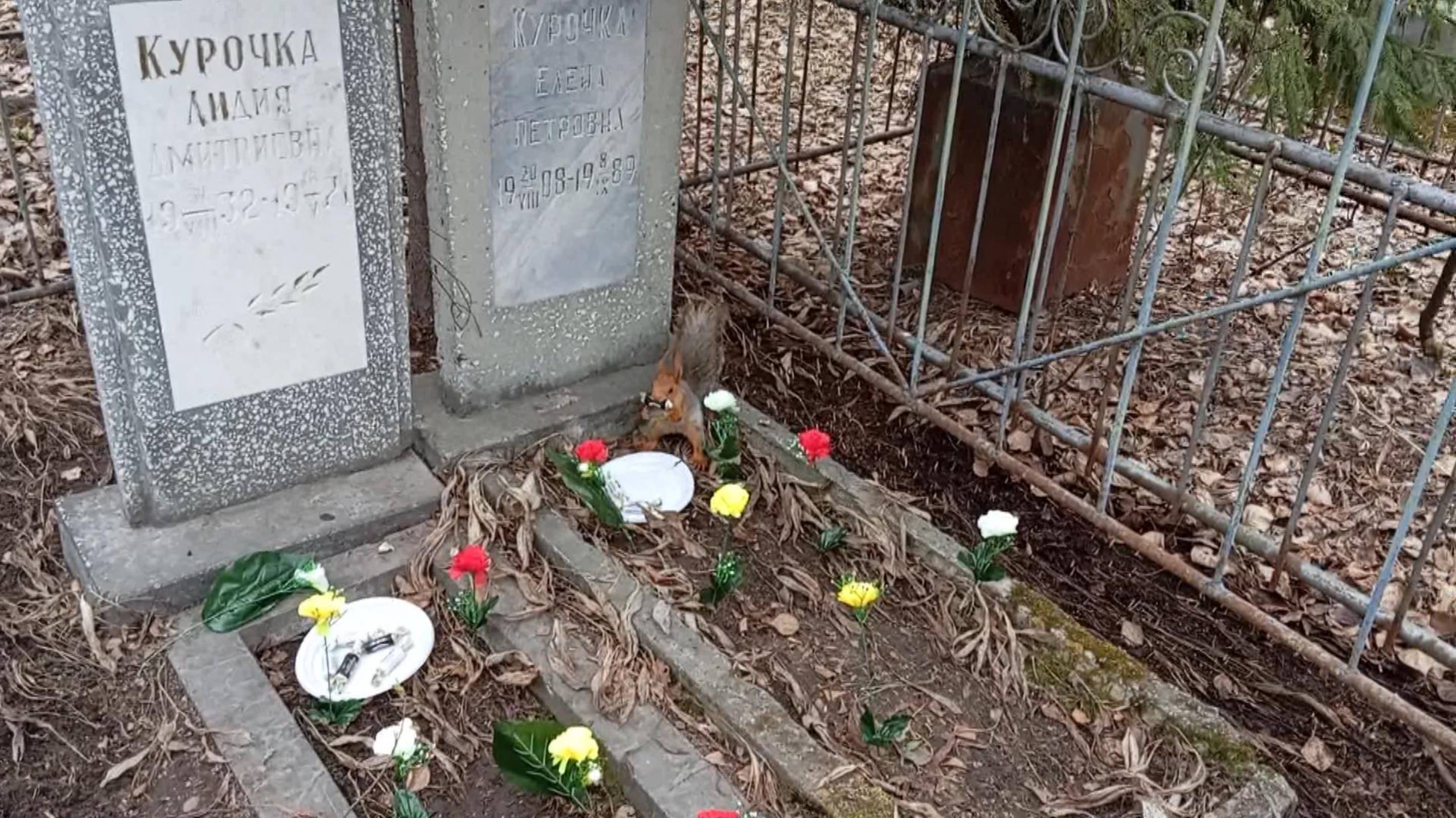 Белочка пришла, к моей маме и бабушке. 22.04.25 года.