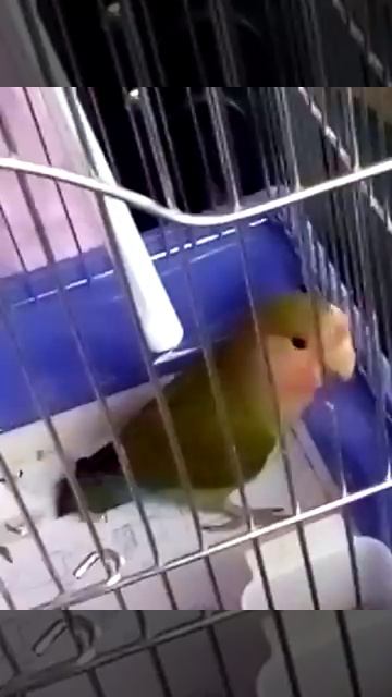 Первая поездка попугая неразлучника/ Едим домой /Странно ведет себя /Видео из архива/