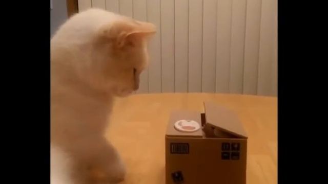 Cats funniest moments compilation #1 Смешная кошачья жизнь №1