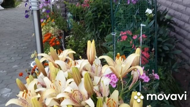 ПЕРЕЕХАЛИ ИЗ КЫРГЫЗСТАНА В РОССИЮ НА П. М. Ж.     Мои цветы🌺