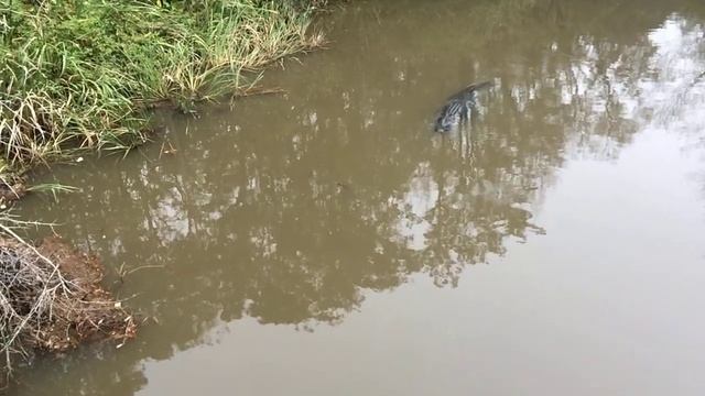 BIG ALLIGATOR IN ALABAMA