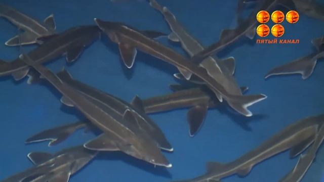 Қазақстандағы кеме мен қайық шығарар жалғыз кәсіпорынның тірлігі қандай?