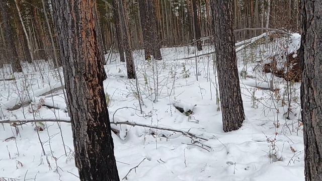 ЯЩИК НА СОБОЛЯ ТАЁЖНЫЙ ФИТНЕС BOX FOR SABLE TAIGA FITNESS#тайга #таёжныйбыт #лайки  #