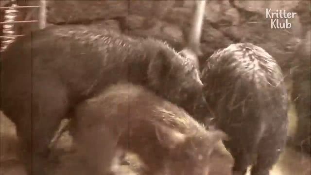 Гуси защищают маленькую свинку от взрослых свиней