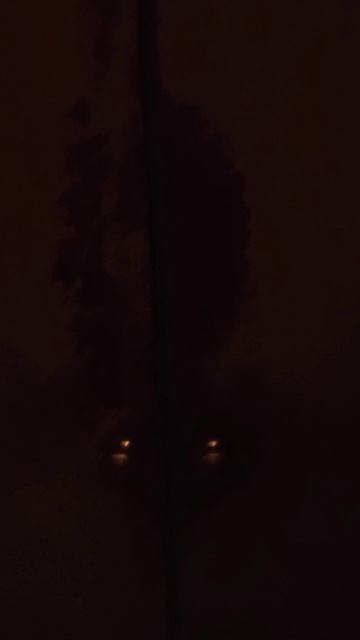 VID_20250422_195157_981.mp4