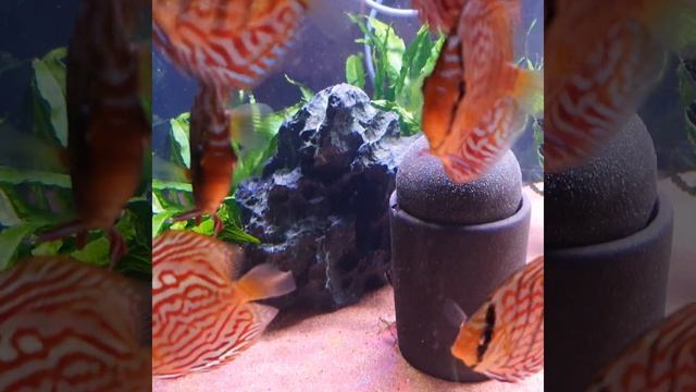 #fish#fisch#Fisch#Fische#рыба#рыбалка#Аквариум#аквариумные рыбки#рыбак#рыбалка#poisson#pez