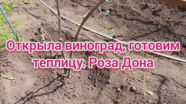 Раскрыла виноград, готовим теплицу