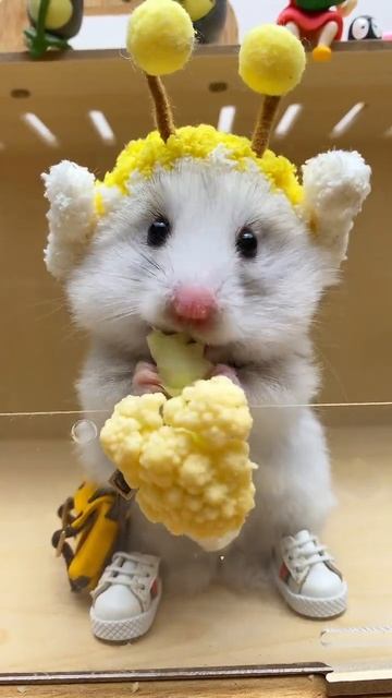 Immersive eating of yellow cauliflower hamster golden bear cute pet rat daily sharing