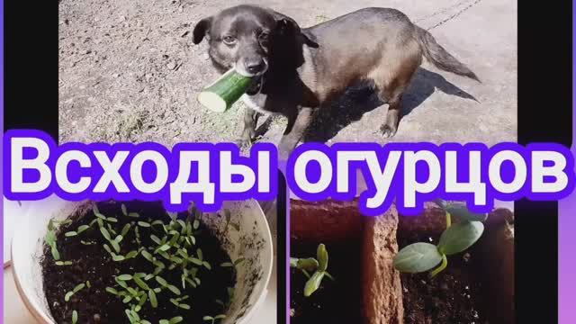 Новые всходы на моëм окне!