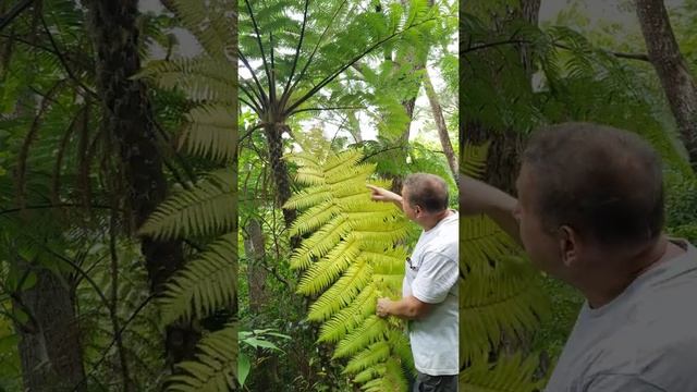 The fall of tree fern