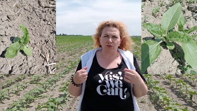 Геліхризова попелиця. Масове заселення соняшника