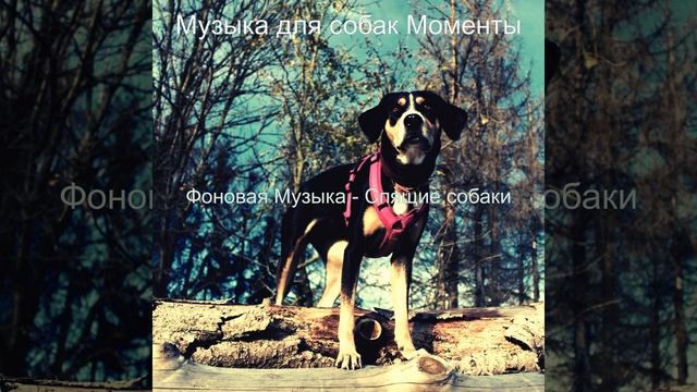 Моменты (Выгул собак)