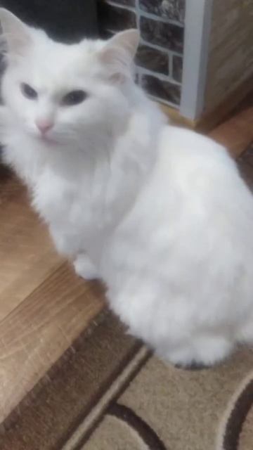 Описание съела Соня( #Кошка #ШоколаднаяСоня #capcutedit #Эдит #Соня