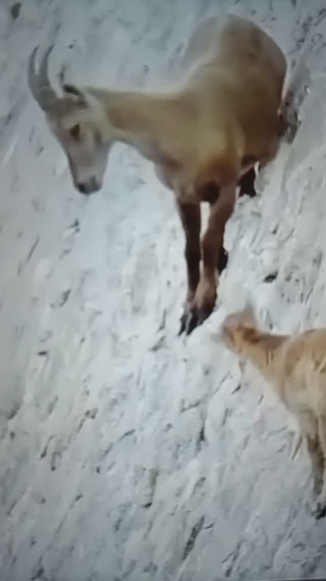Охота на горных Козлов😮#Shorts