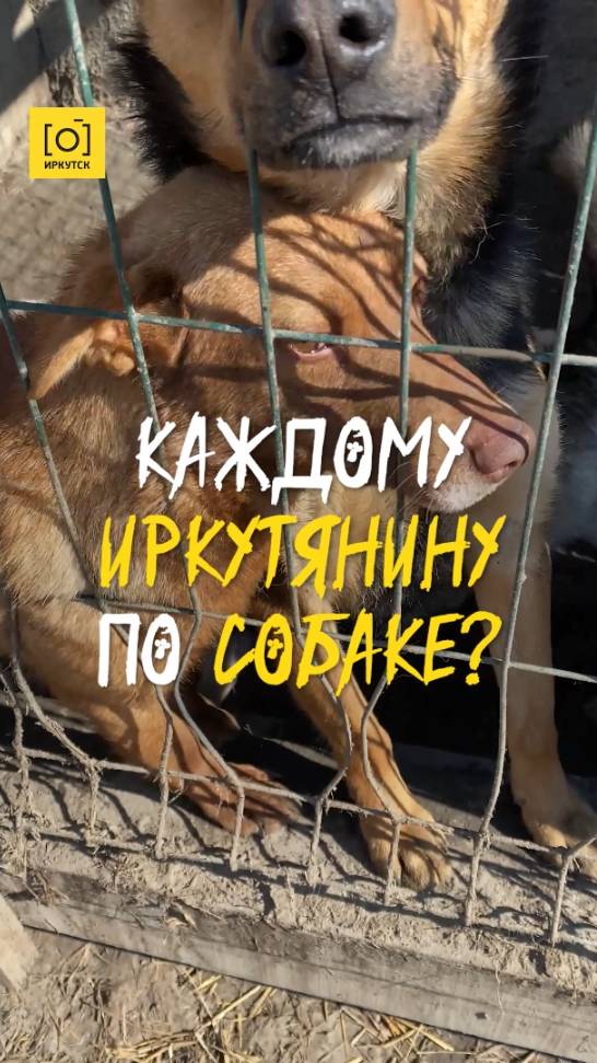 КАЖДОМУ ИРКУТЯНИНУ ПО СОБАКЕ?