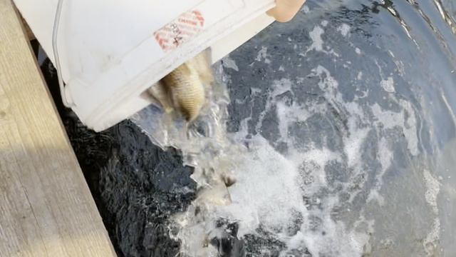 Открытие сезона 2025. Карась