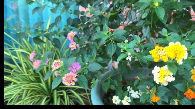 BIAR BETUL KAMPUNG GIRLS TAHU SEMUA NAMA BUNGA DAN POKOK?