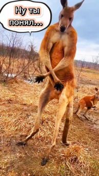 Грубая сила