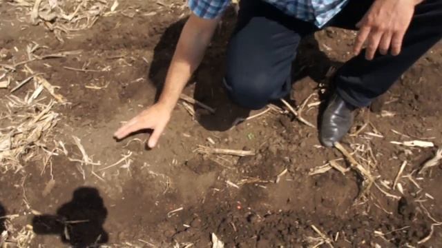 Сівалка просапна точного висіву СПМ-8 VELES AGRO