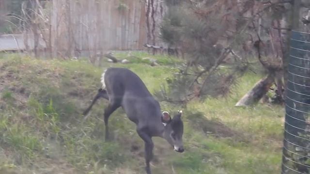 レッサーパンダ＆近くに来てくれたマエガミジカの亜種　Red panda ,Michie's tufted deer　2017 0908