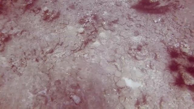 Nha Trang - Vietnam - Scuba Diving