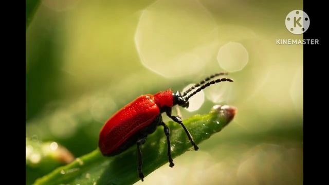 WHEN A RED BEETLE LANDS ON YOU WHAT DOES IT MEAN ?