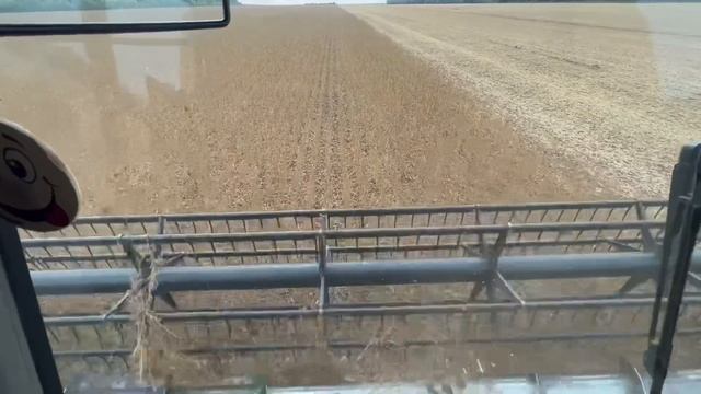 ‼️УРА😱супер соя по NO-TILL бʼє рекорди‼️нарешті жнива🌾солодка😂ціна⁉️🛠🚜💙💛