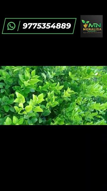 Kolkata nimbu 🔥कोलकाता पाती नींबू पौधे बेचने के लिए तैयार है,Kolkata Patti Nimbu Plant Ready to sel