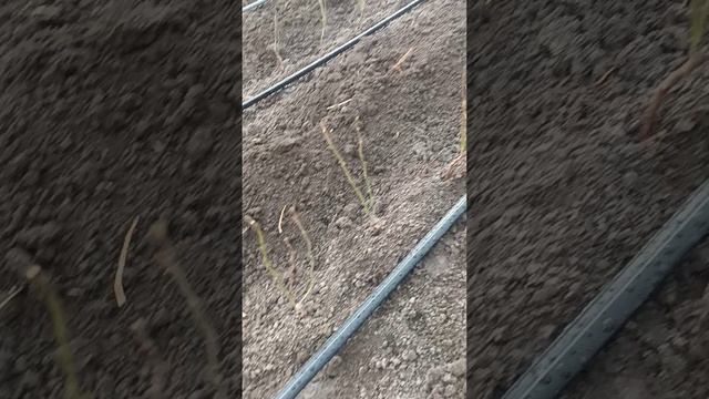 подвои плодовоягодных культур