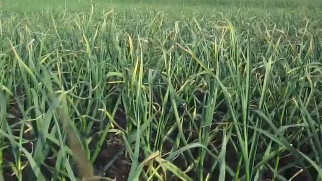 Чем мы отпугиваем крота и обзор участка с чесноком.