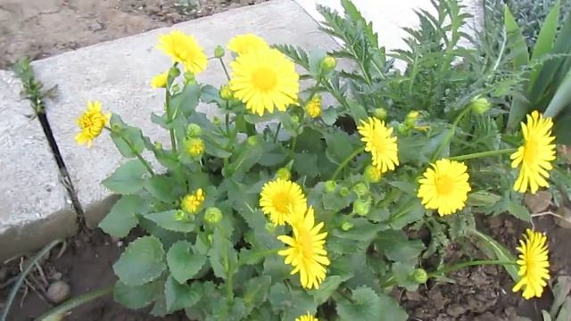doronicum si phlox subulata