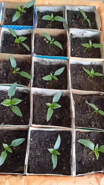 Пикировка болгарского перца 🌶️🌶️🌶️