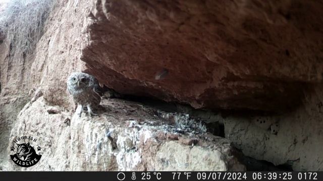Curious Little Owl / Athena Owl (Athene noctua)