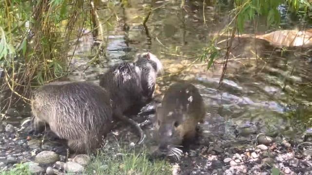 Хлопоты нутрий на пруду в монастыре