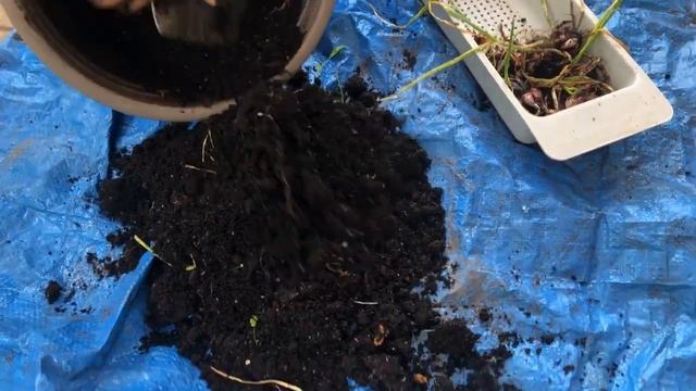 How to grow SHALLOTS/ SMALL ONIONS from Sprouted ones  /My growing experience