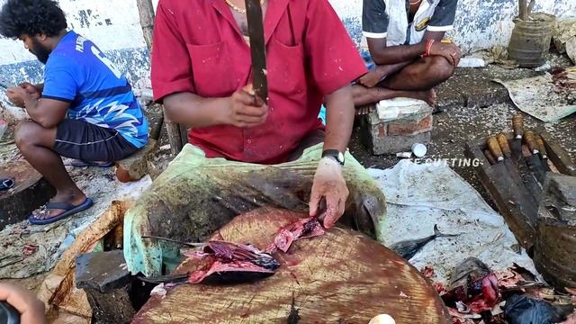 KASIMEDU SELVAM | TUNA FISH CUTTING VIDEO  | IN KASIMEDU | FF CUTTING 🔪🦈✨️