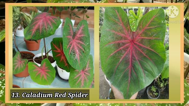 Sunguh Indah! 27 Jenis Tanaman Caladium (Keladi) Paling Cantik