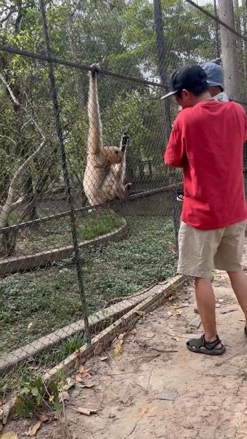 Vượn má vàng