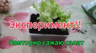 Начинаю эксперимент: повторно сажаю магазинный салат
