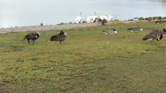 Geese and Pelicans LPOS