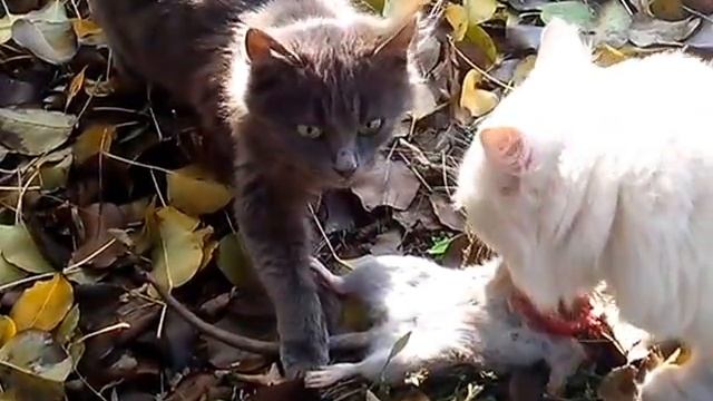 Котяра второй по очереди на мясо