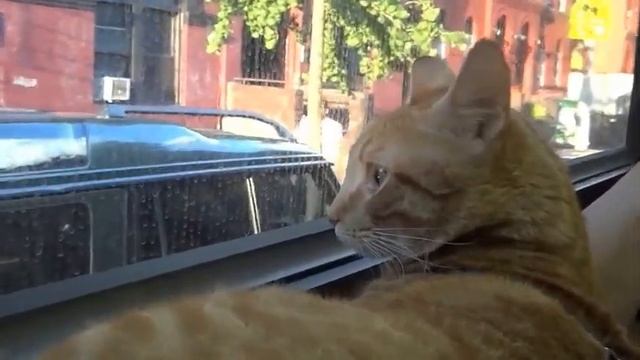 tabby cat rides the NYC bus