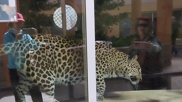 Леопард Порш хочет достать кота по кличке Пират. Минск 17 апр.