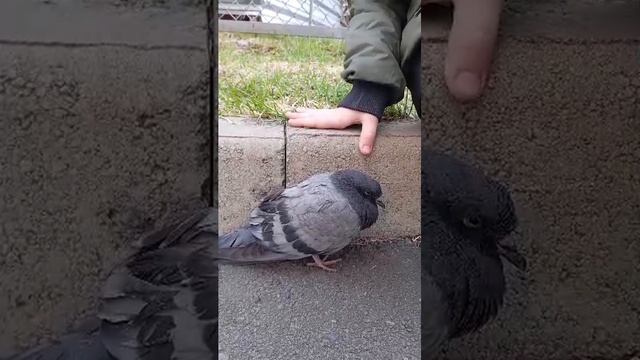 помощь голубю