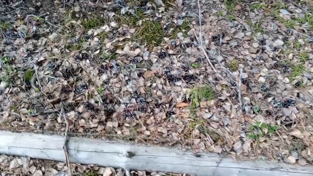 В лесу появились грибы