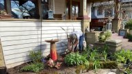 Front yard garden makeover before and after | transplanting tips | Portland, Oregon