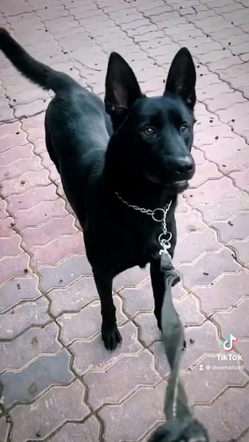 Malinois noir 🖤 مالينوا سوداء