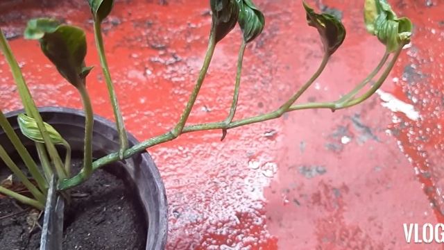 Shangri La Sleeping Pothos Propagation & Care Guide