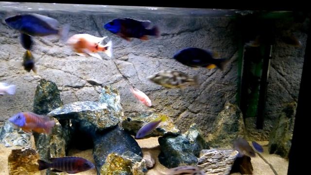 Just loving my Malawi Cichlids :)