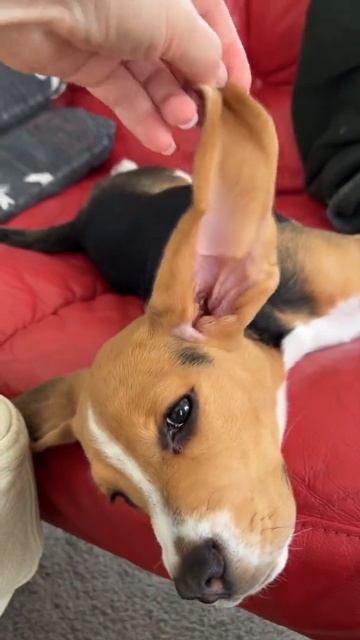 Бигль с ушами, как у зайца😆